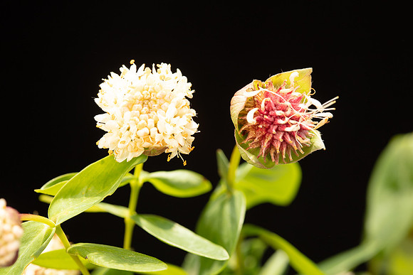SIMMONDS_TH-Pimelea_Ligustrina-9989