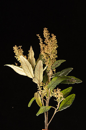 SIMMONDS_LC_Plant_Guide-0024