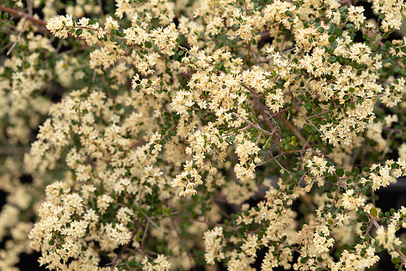 Simmonds_Pomaderris_elachophylla-5019