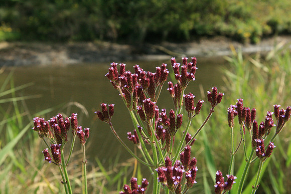 SIMMONDS_LC_Verbena_bonariensis_-7018