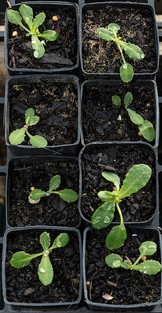 Simmonds_Actites_megalocarpa(sown_10-3-21-potted14-4-21)-3110