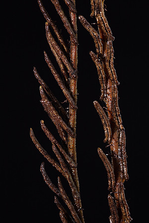 Simmonds_Blechnum_fluviatile-8794