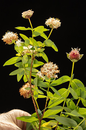 SIMMONDS_TH-Pimelea_Ligustrina-9981_web