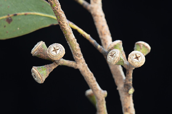 SIMMONDS_LC_Eucalyptus_ovata-2691