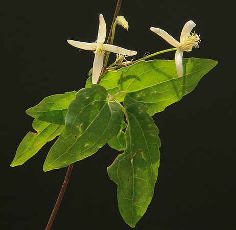 SIMMONDS_LC_Clematis_aristata_(Mountain_Clematis)-6497_web