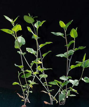 Simmonds_Goodenia_ovata(from-seed)-3129