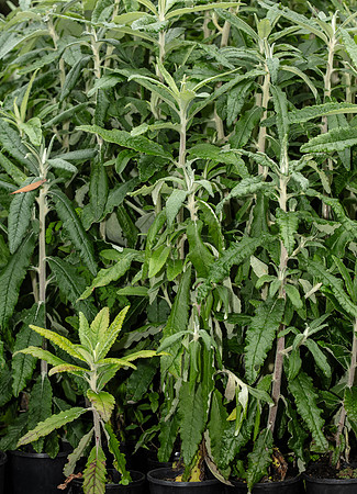 SIMMONDS_LC_Bedfordia_arborescens-2922