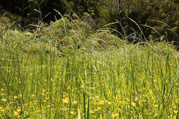 SIMMONDS_LC_Glyceria_australis-0095_web
