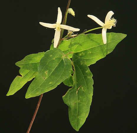 SIMMONDS_LC_Clematis_aristata_(Mountain_Clematis)-6494_web