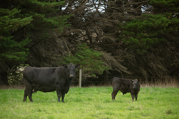Simmonds_Dillon_Farm_3-4302_web