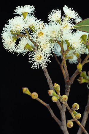 Simmonds_Eucalyptus_ovata(Swamp-gum)-2679