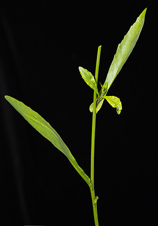 Simmonds_LC_Cardamine-2485