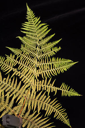 Simmonds_LC_Hypolepis_glandulifera-6986-2