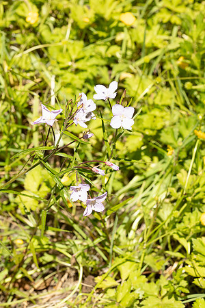 SIMMONDS_LC_Plant_Guide-0116
