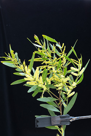 Simmonds_LC_Acacia_longifolia_ssp._sophorae-3722