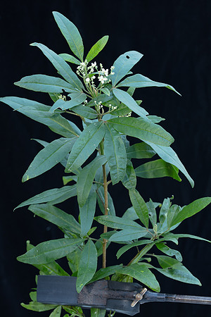 Simmonds_LC_Zieria_arborescens-3363