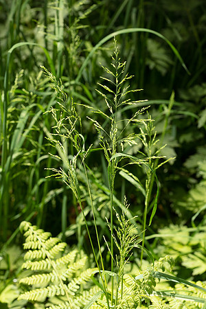 SIMMONDS_POA_Poa_trivialis-0166