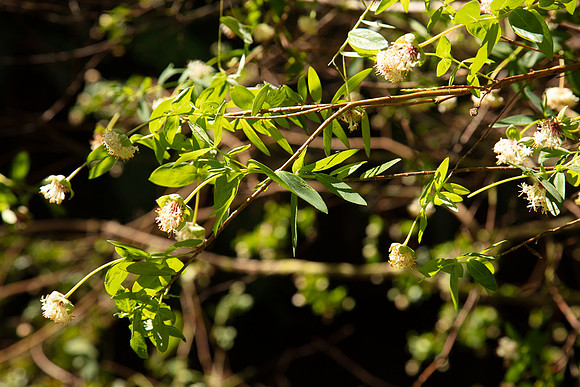 SIMMONDS_LC_Plant_Guide-0223