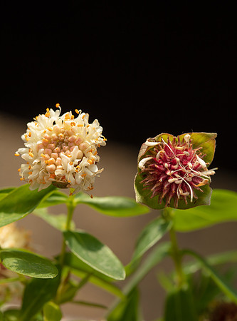 SIMMONDS_TH-Pimelea_Ligustrina-9987_web
