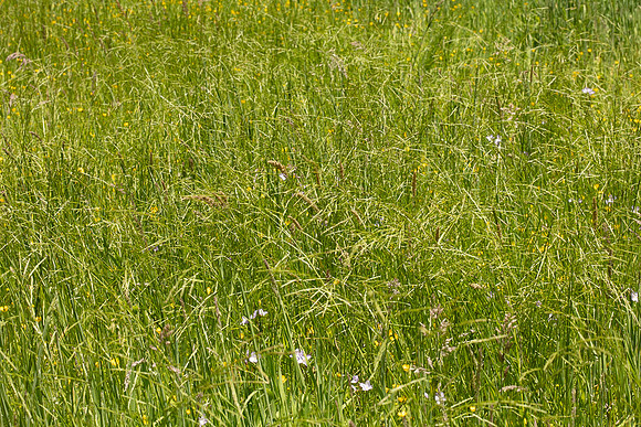 SIMMONDS_LC_Plant_Guide-0123