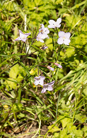 SIMMONDS_LC_Plant_Guide-0121