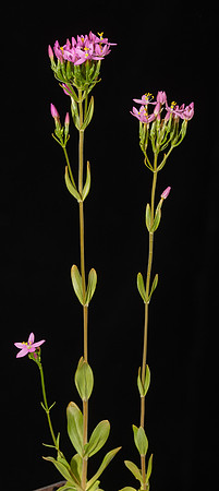 Simmonds_LC_Centaurium-erythraea_common_sentaury-2052