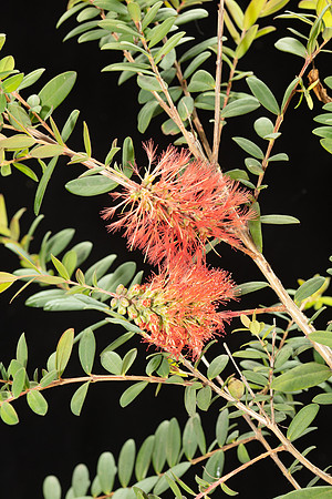 Simmonds_LC_Plant_Guide_Melaleuca_hypericifolia_________________________-2913