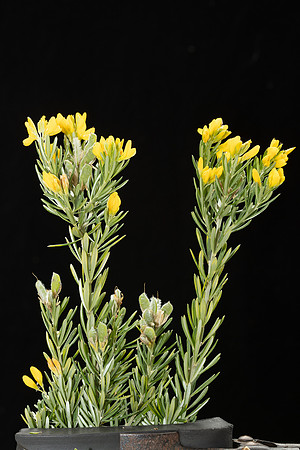 Simmonds_Genista_linigfolia-2907