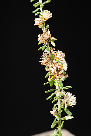 SIMMONDS_LC_Olearia_ramulosa-2902