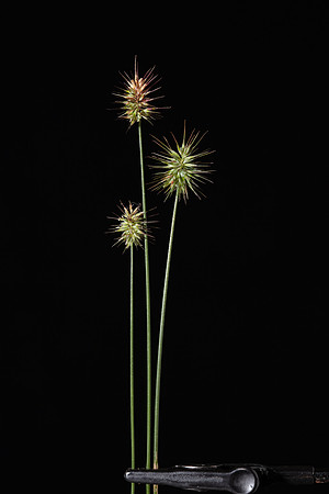 Simmonds_LC_Echinopogon-ovatus_Hedge-Hog_grass-2527