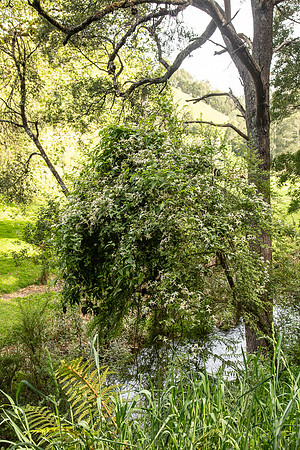 SIMMONDS_LC_Plant_Guide-0244