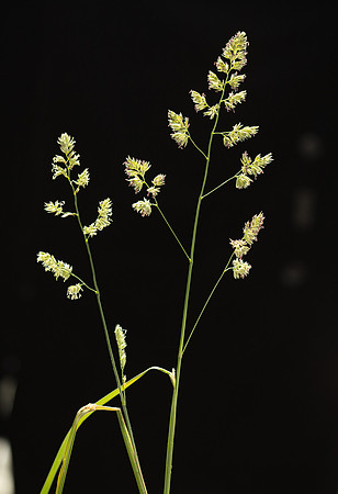 Simmonds_LC_Dactylis_glomerata_Coxfoot-0889_web
