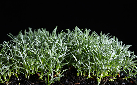 Simmonds_Leucophyta_brownii(Cushion-bush)-9305