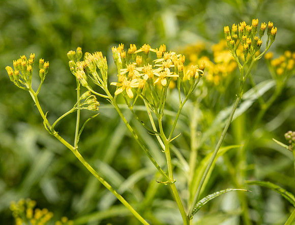 SIMMONDS_LC_Senecio_linearifolius-0082_web
