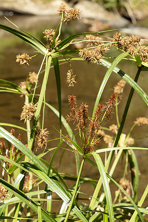 SIMMONDS_LC_Syperus_lucidus-0153_web