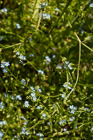 SIMMONDS_LC_Myosotis_laxa_ssp.caespitosa-0133