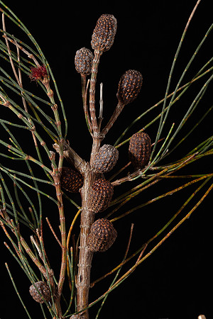 Simmonds_LC_Allo-casuarina_paludosa_Scrub_Scrub_She_Oak-2522