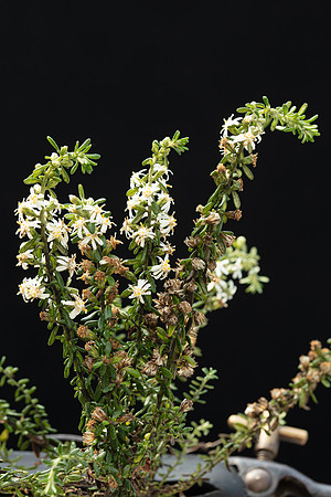 Simmonds_Olearia_ramulosa_(Twiggy-Saltbush)-2655