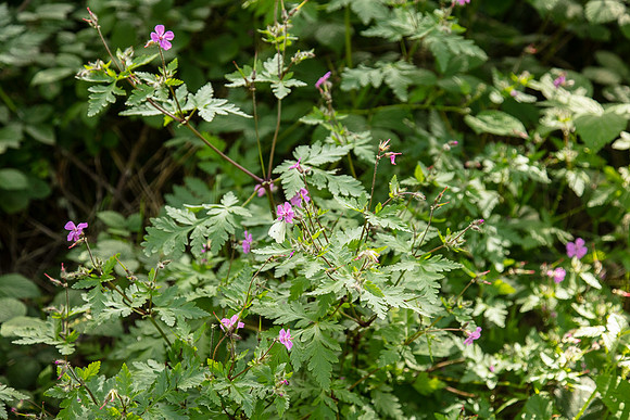 SIMMONDS_LC_Plant_Guide-0236