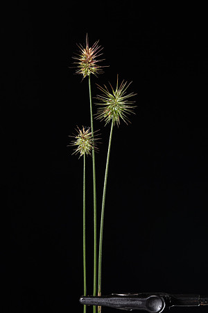 Simmonds_LC_Echinopogon-ovatus_Hedge-Hog_grass-2530