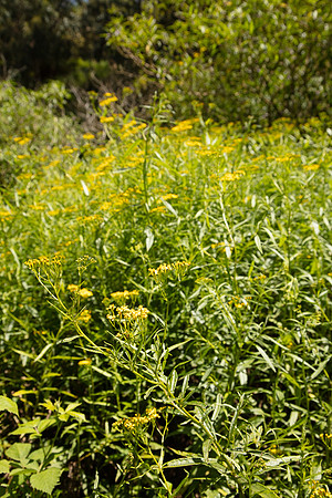 SIMMONDS_LC_Plant_Guide-0076