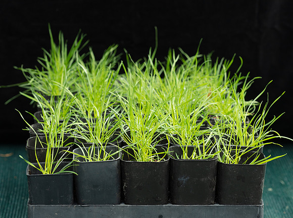 SIMMONDS_LC_Poa_labillardierei-3067