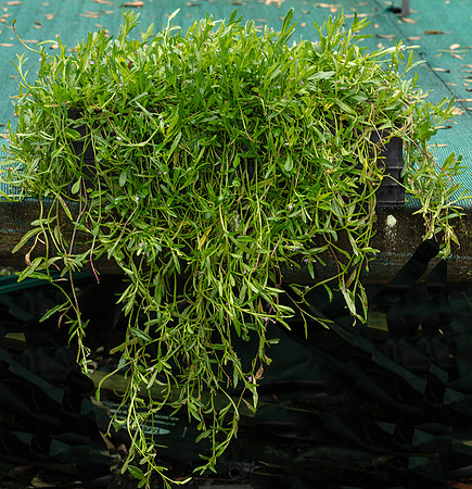 SIMMONDS_LC_Lobelia_anceps-2928