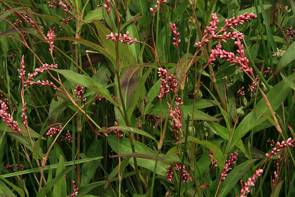 SIMMONDS_LC_Persicaria_sp_(Knotweed)-7131