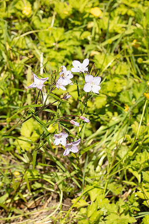 SIMMONDS_LC_Plant_Guide-0118_web