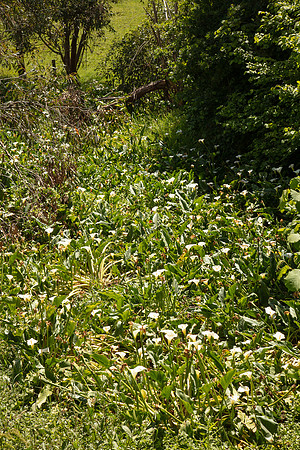 SIMMONDS_LC_Zantedeschia_aethiopica-0052_web