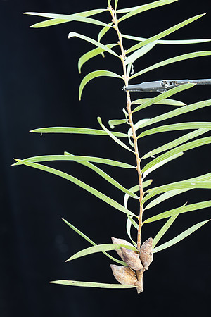 SIMMONDS_LC_Hakea_ulicina-2694