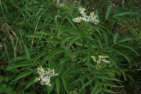 SIMMONDS_LC_Sambucus_gaudichaudiana_(White_Elderberry-7080