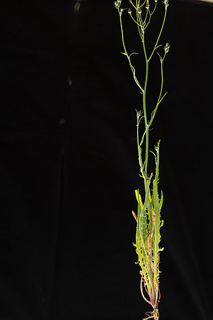 SIMMONDS_LC_Plants_Crepis_capillaris-0937