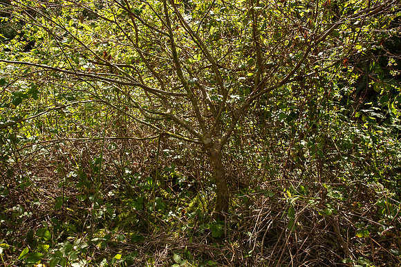 SIMMONDS_LC_Plant_Guide-0195